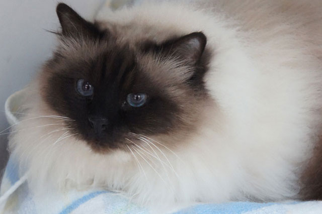 Birman Cat Colour Chart