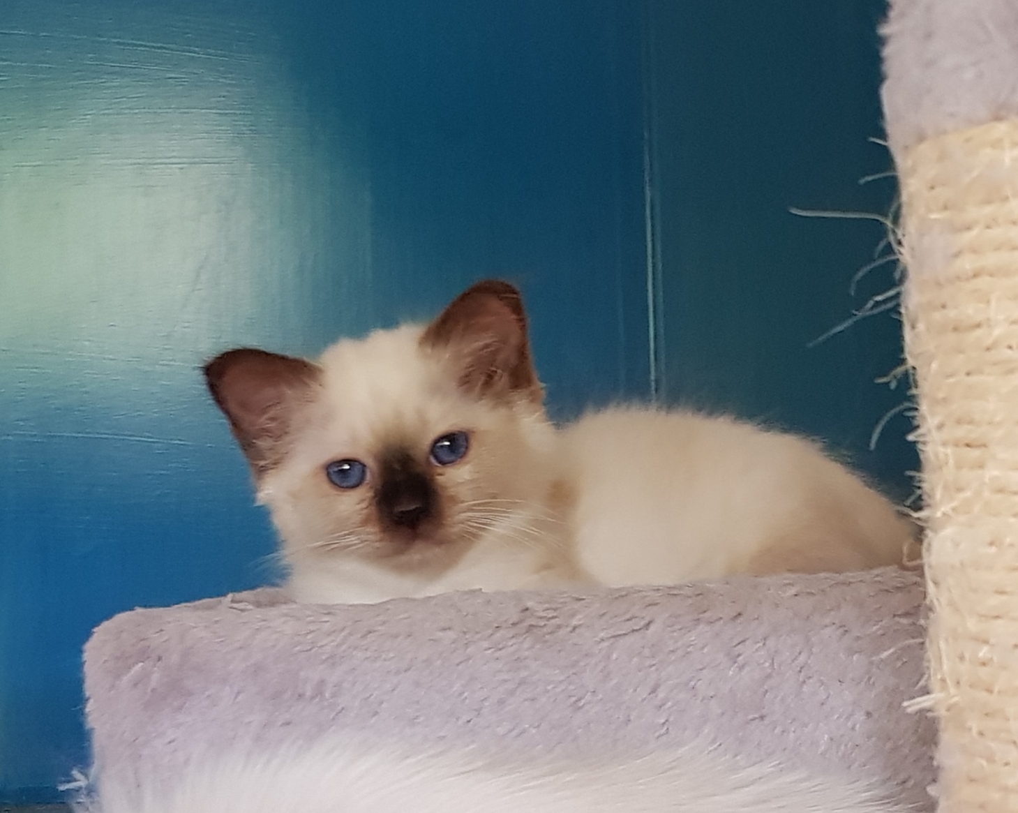 Birman Cat Club of Australia Birman Kittens